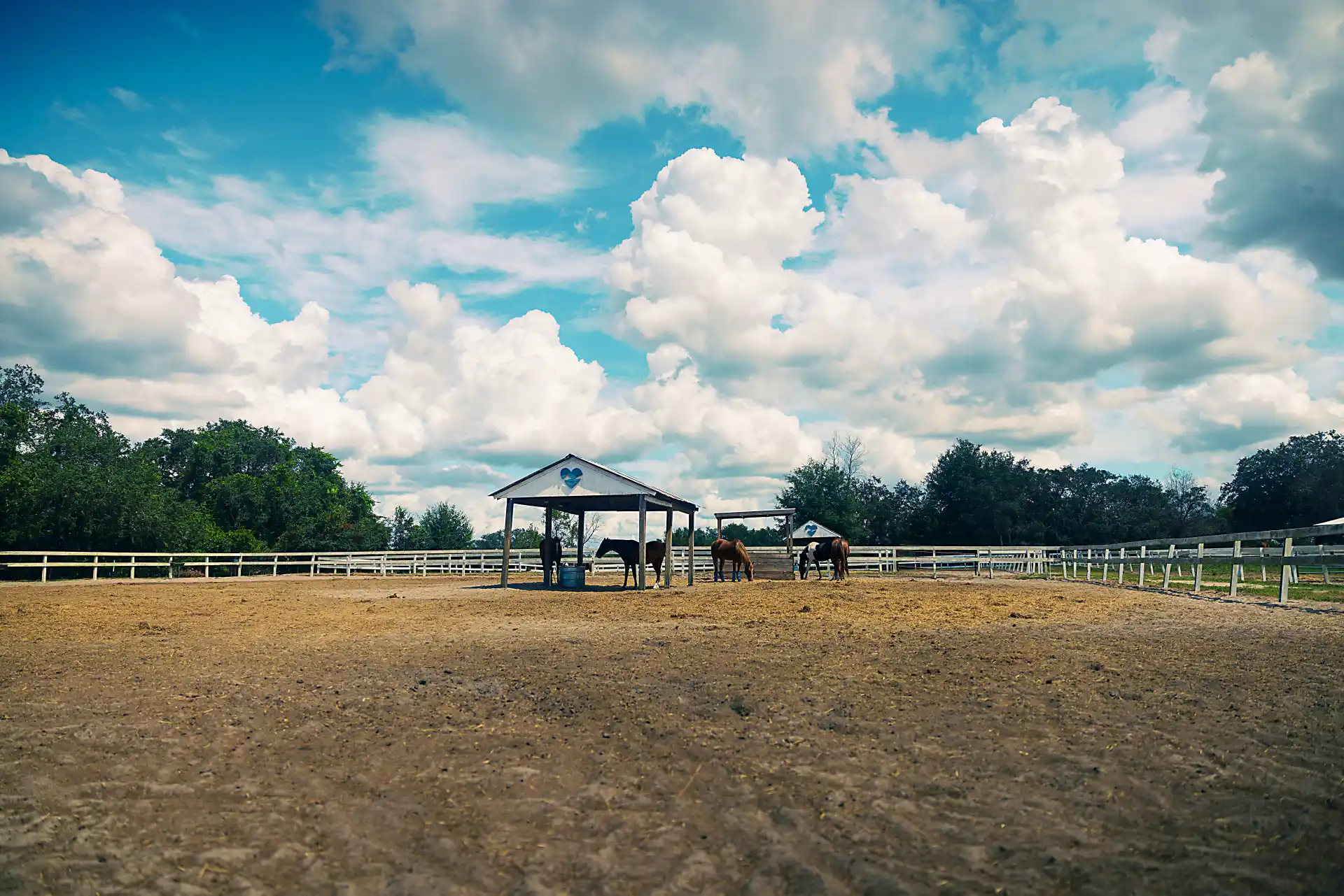 Children experiencing therapeutic horsemanship at Kiddy Up Ranch