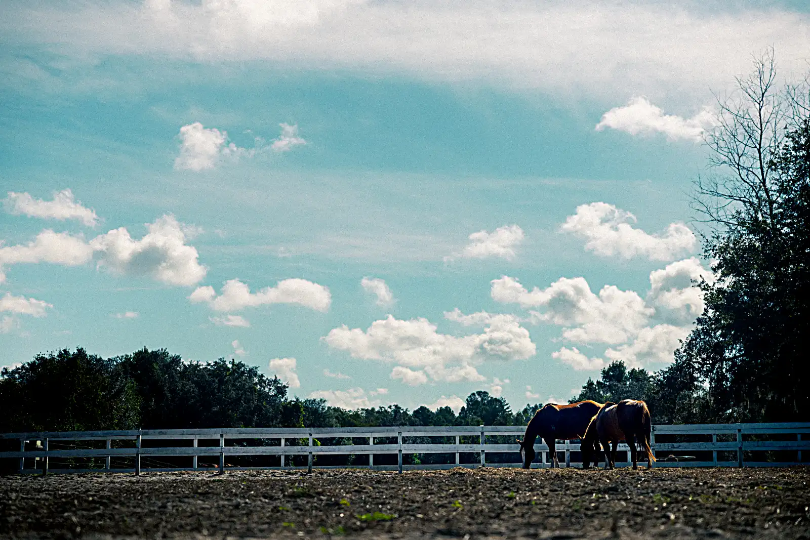 Make a donation to Kiddy Up Ranch